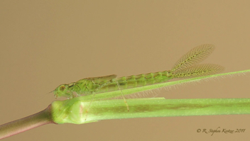 Enallagma doubledayi, nymph